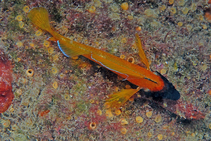 Carlos Haro, "arrasa" en el NAVFSUB 2013